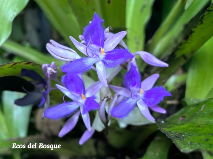 Cochliostema odoratissimum (Príncipe azul)