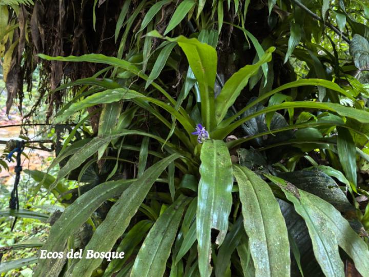 Cochliostema odoratissimum (Príncipe azul)