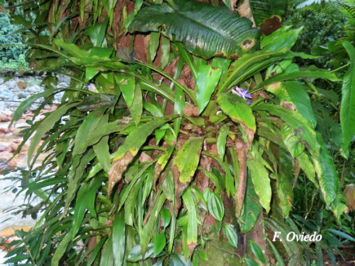 Cochliostema odoratissimum (Príncipe azul)