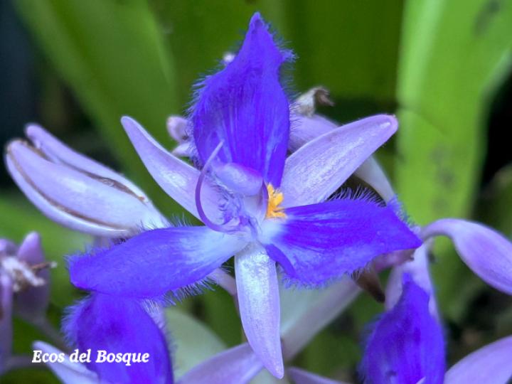 Cochliostema odoratissimum (Príncipe azul)