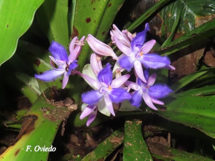 Cochliostema odoratissimum (Príncipe azul)