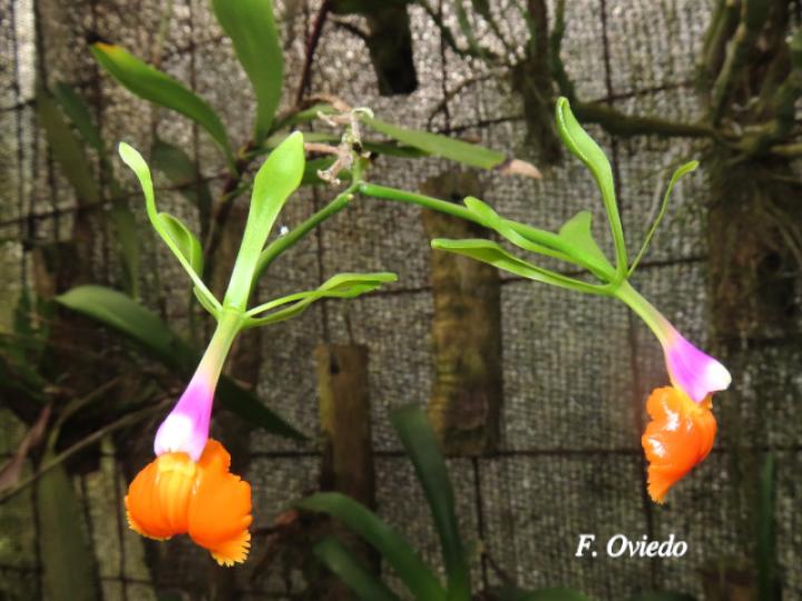 Epidendrum pseudepidendrum