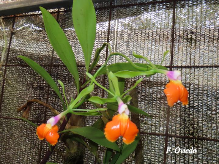 Epidendrum pseudepidendrum