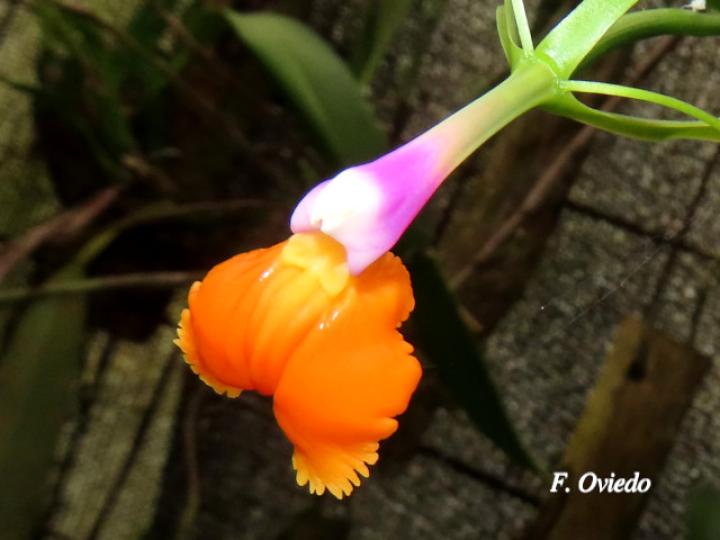 Epidendrum pseudepidendrum