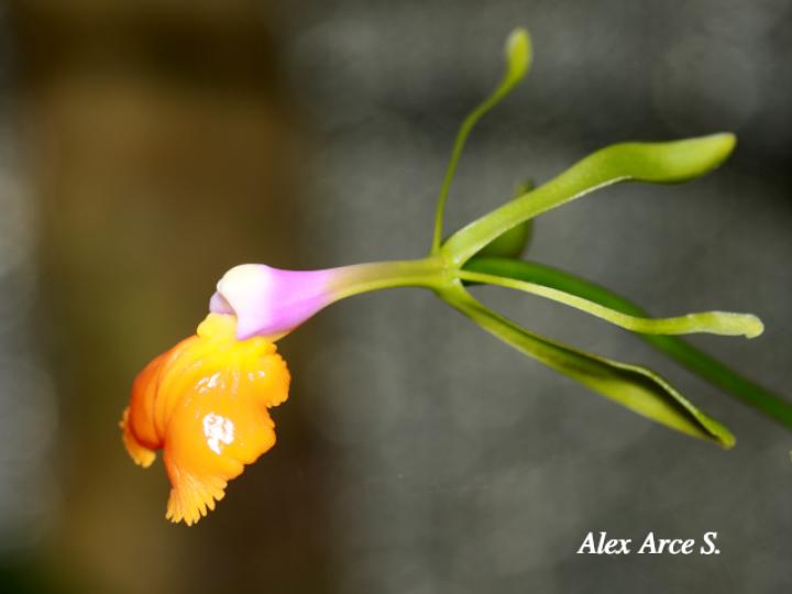 Epidendrum pseudepidendrum