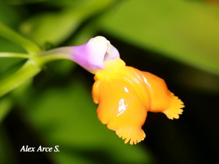 Epidendrum pseudepidendrum