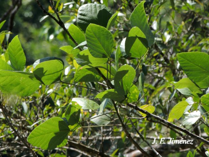 Erythrina berteroana (Poró)