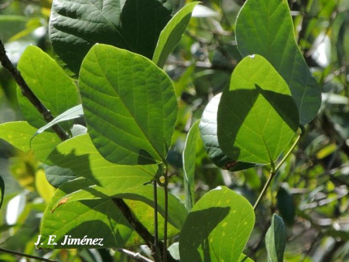 Erythrina berteroana (Poró)