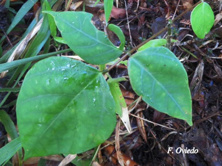 Erythrina berteroana (Poró)
