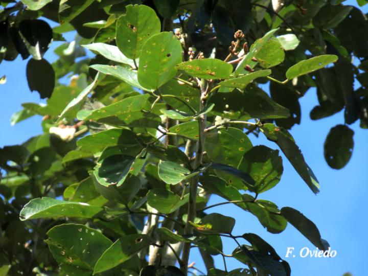 Erythrina fusca (Elequeme, Poró)