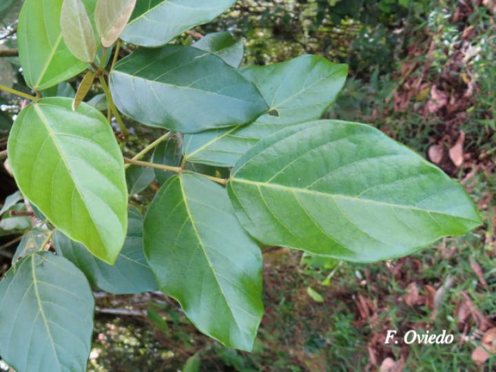 Erythrina fusca (Elequeme, Poró)