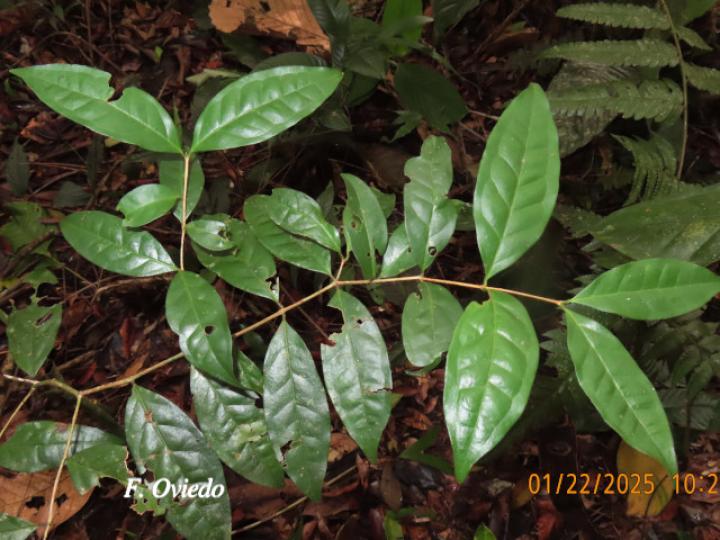 Eugenia sarapiquensis