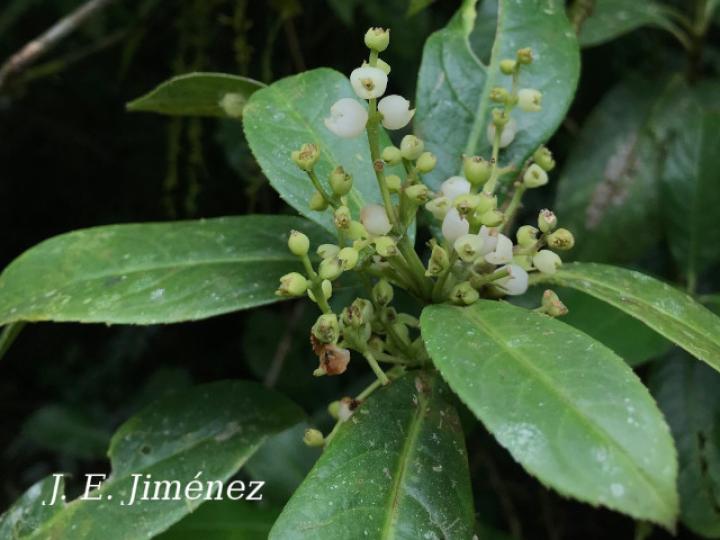 Hedyosmum bonplandianum (Pitillo, Aguillo)