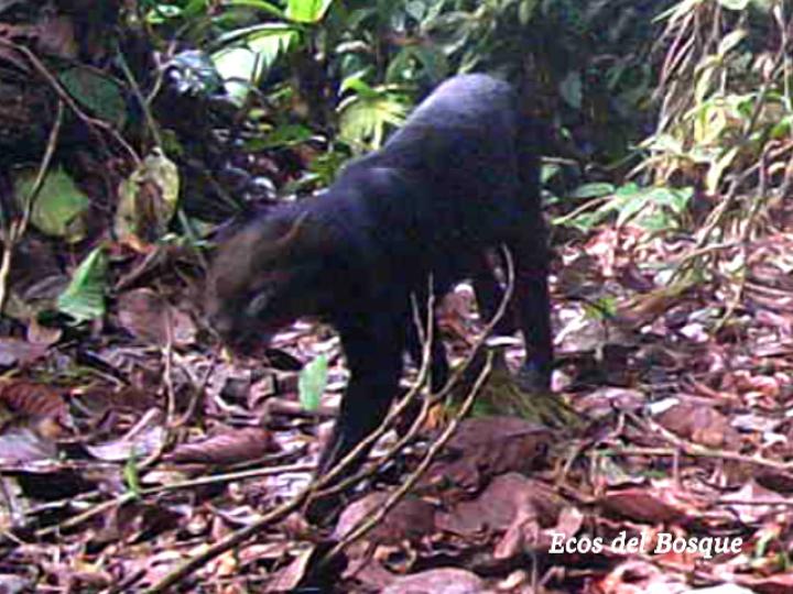 Herpailurus yagouaroundi (Yaguarundi o León breñero)