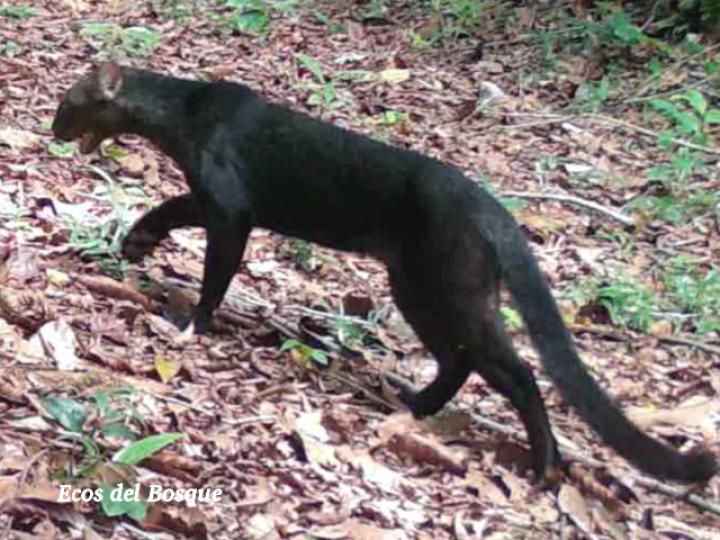 Herpailurus yagouaroundi (Yaguarundi o León breñero)
