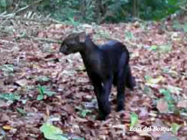 Herpailurus yagouaroundi (Yaguarundi o León breñero)