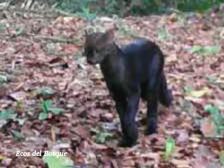 Herpailurus yagouaroundi (Yaguarundi o León breñero)