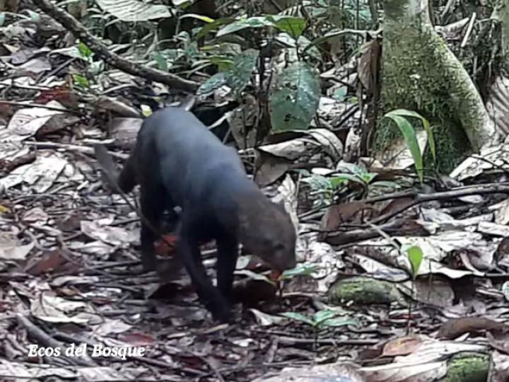 Herpailurus yagouaroundi (Yaguarundi o León breñero)