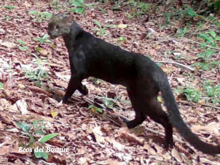 Herpailurus yagouaroundi (Yaguarundi o León breñero)