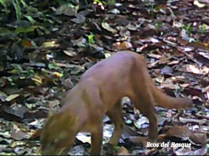 Herpailurus yagouaroundi (Yaguarundi o León breñero)