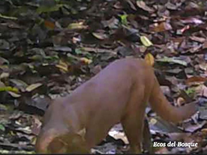 Herpailurus yagouaroundi (Yaguarundi o León breñero)