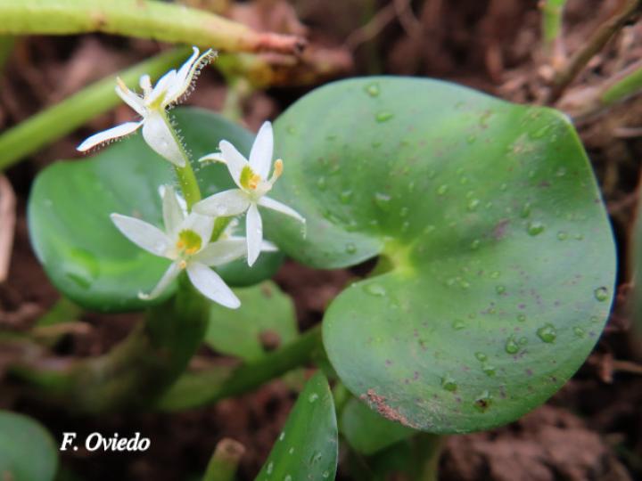 Heteranthera reniformis (Guacalillo, Lengua de sapo, Oreja de agua)