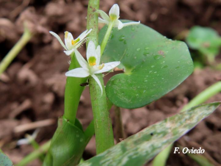 Heteranthera reniformis (Guacalillo, Lengua de sapo, Oreja de agua)