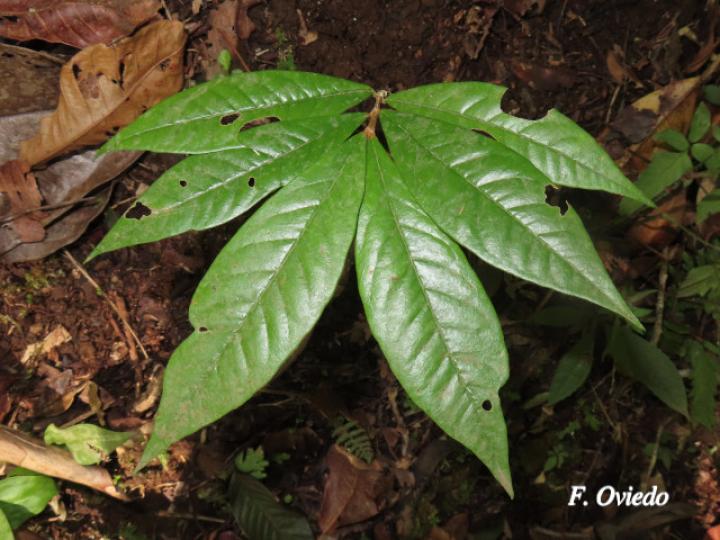 Heteropterys macrostachya