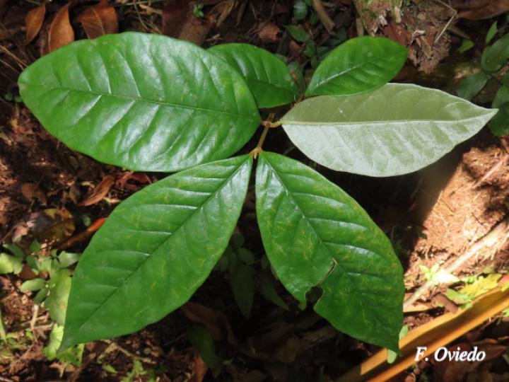 Heteropterys macrostachya