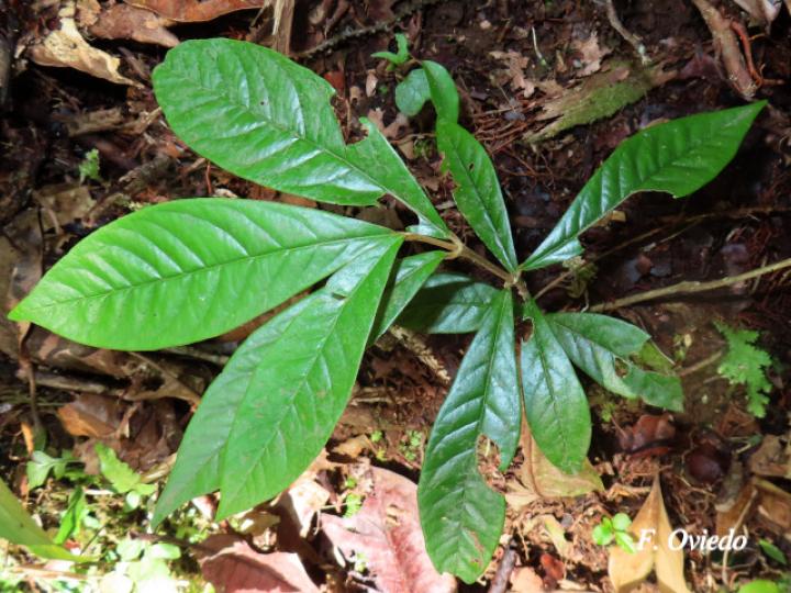 Heteropterys macrostachya