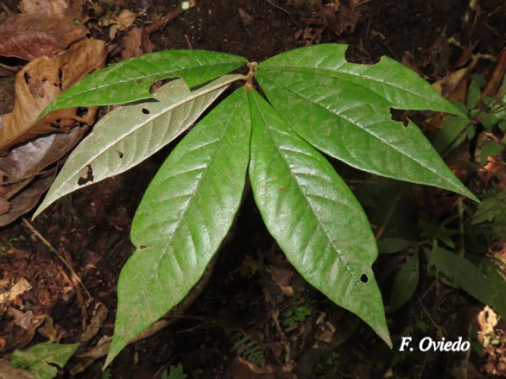 Heteropterys macrostachya