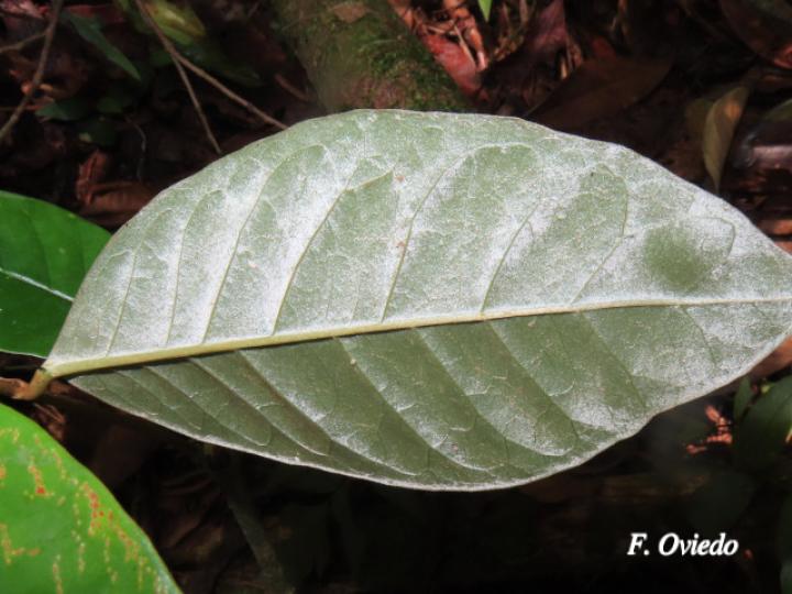 Heteropterys macrostachya