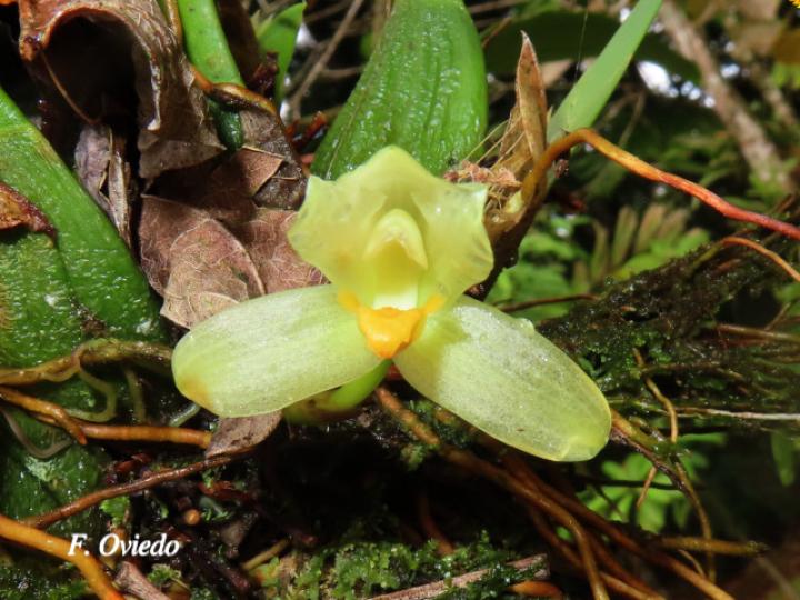 Mormolyca hedwigiae