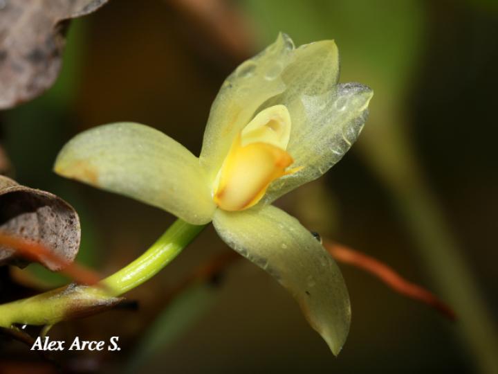 Mormolyca hedwigiae