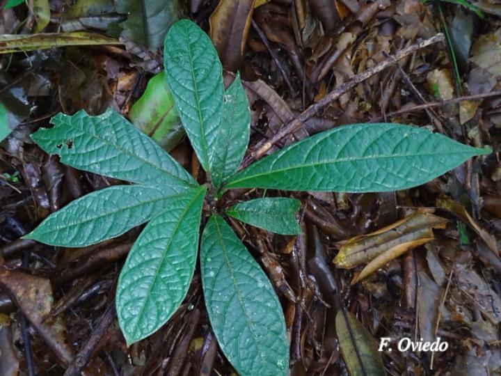 Nectandra reticulata (Aguacatillo)