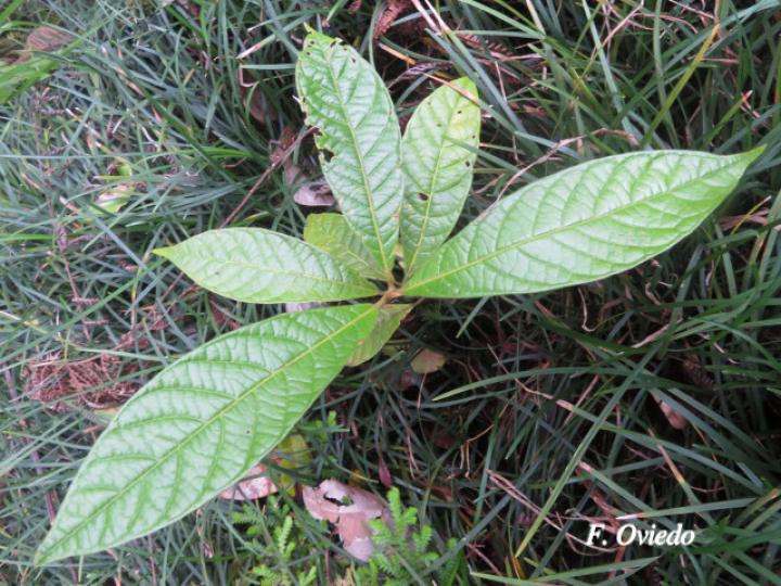Nectandra reticulata (Aguacatillo)