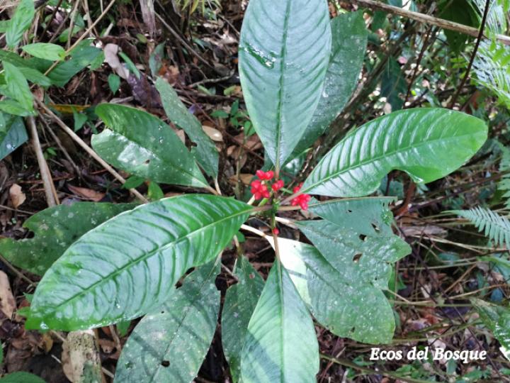 Notepleura uliginosa