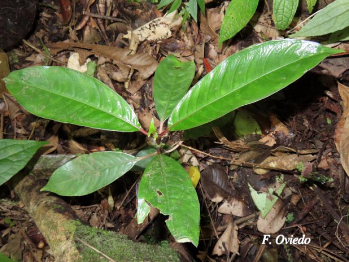 Notepleura uliginosa