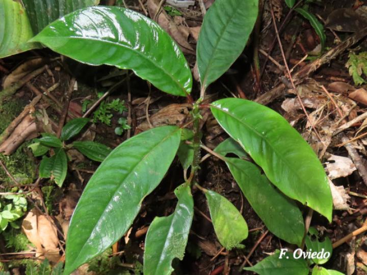 Notepleura uliginosa