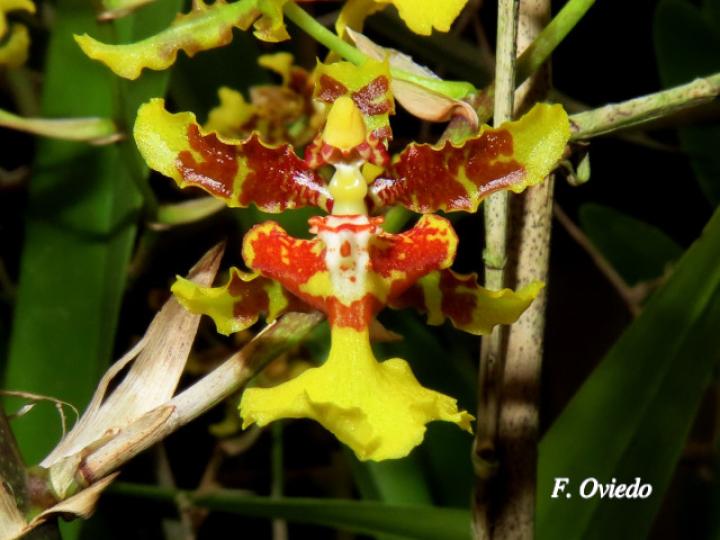 Oncidium polycladium (Lluvia de Oro)