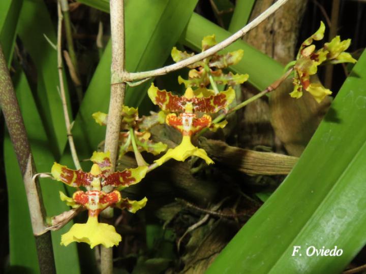 Oncidium polycladium (Lluvia de Oro)