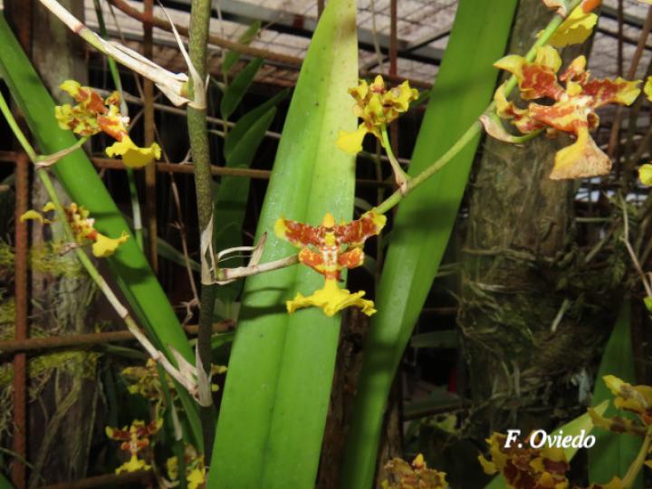 Oncidium polycladium (Lluvia de Oro)