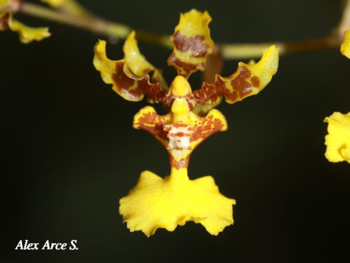 Oncidium polycladium (Lluvia de Oro)