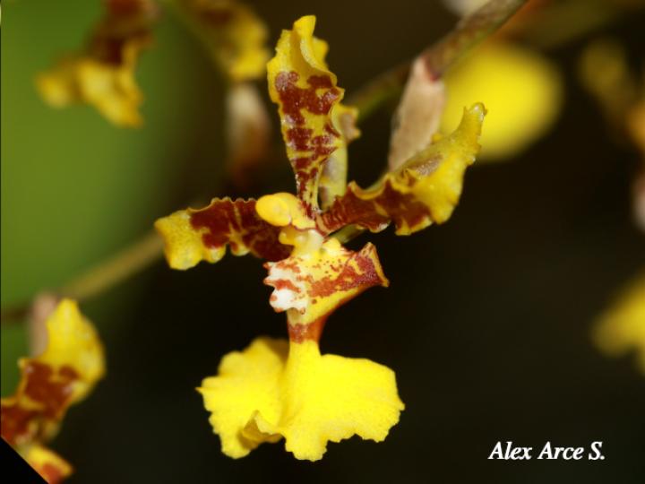 Oncidium polycladium (Lluvia de Oro)