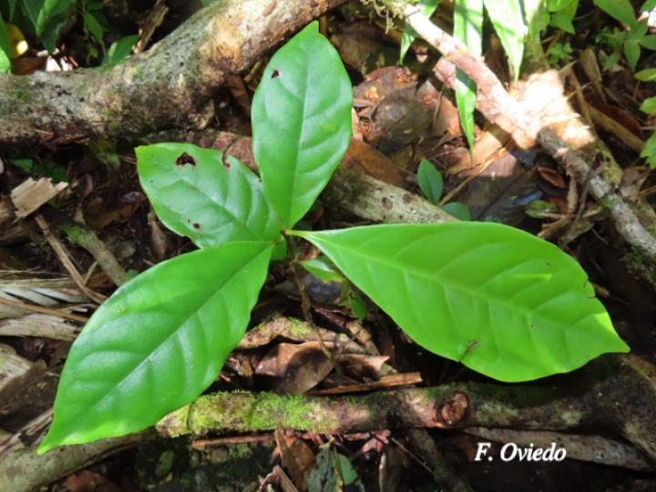 Otoba novogranatensis (Hoja dorada)
