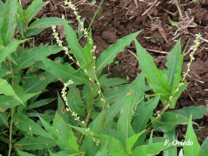 Persicaria punctata (Chile de perro, Comida de culebra)