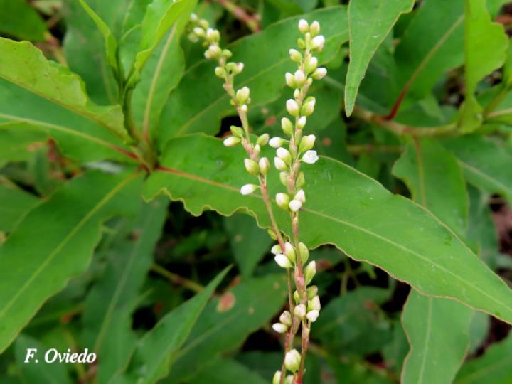 Persicaria punctata (Chile de perro, Comida de culebra)