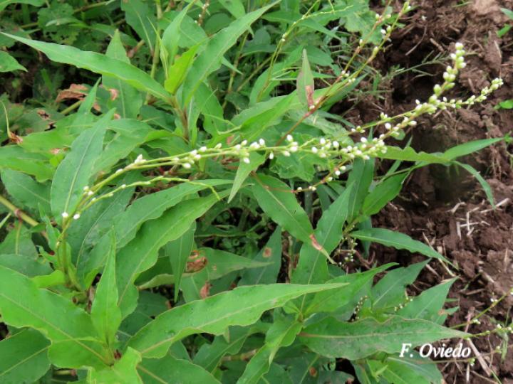 Persicaria punctata (Chile de perro, Comida de culebra)