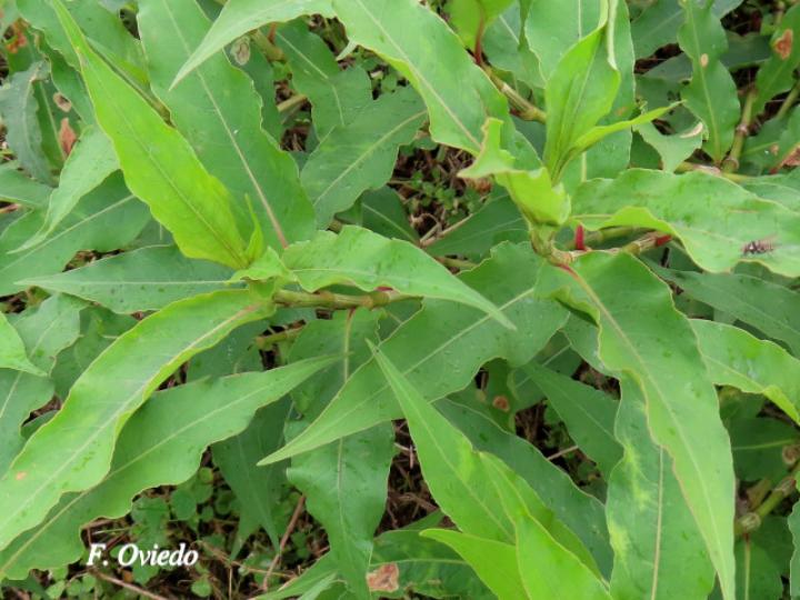 Persicaria punctata (Chile de perro, Comida de culebra)