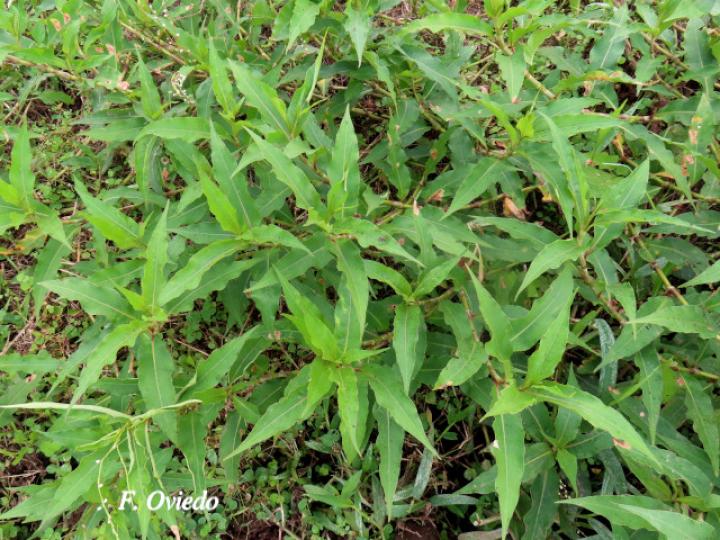 Persicaria punctata (Chile de perro, Comida de culebra)